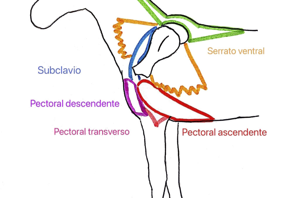 La importancia de la clavícula y el sling torácico