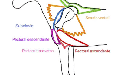 La importancia de la clavícula y el sling torácico