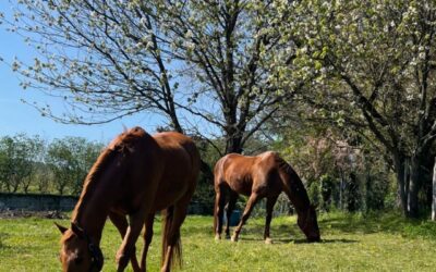 Efectos negativos del estrés en caballos