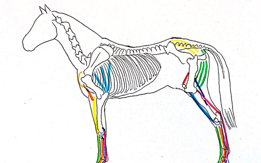 ¿Por qué los caballos son capaces de dormir de pie?