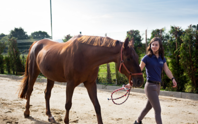 ¿Has notado cambios en el comportamiento de tu caballo?