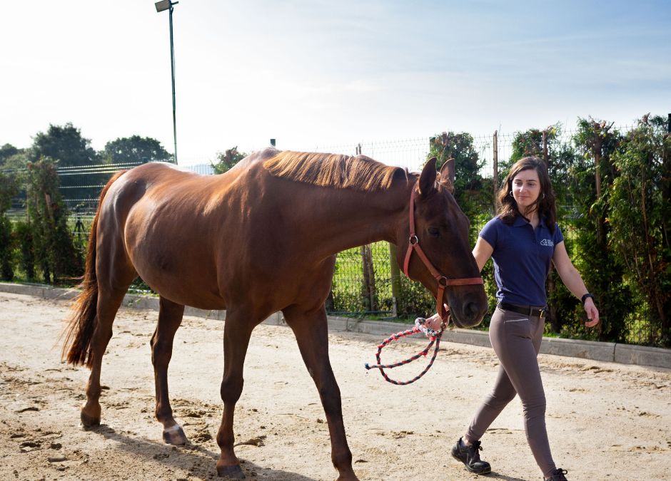 ¿Has notado cambios en el comportamiento de tu caballo?