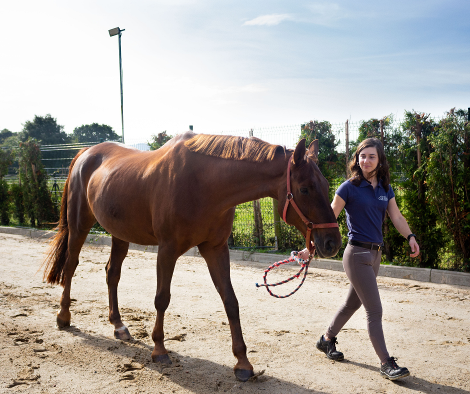 subir caballo