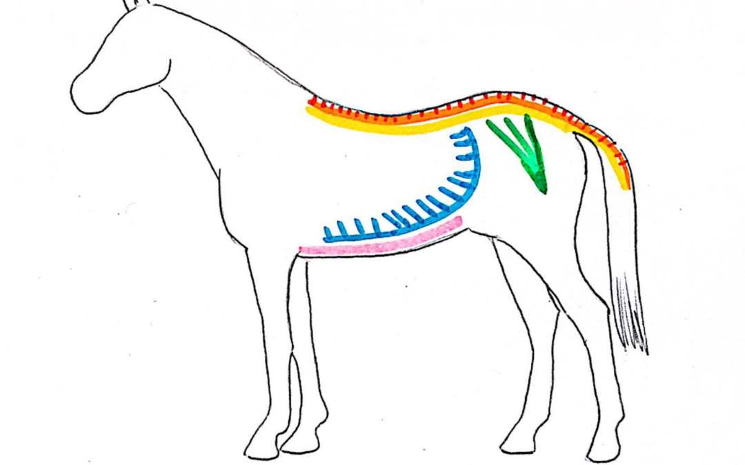 ¿Por qué son importantes los músculos CORE en caballos?