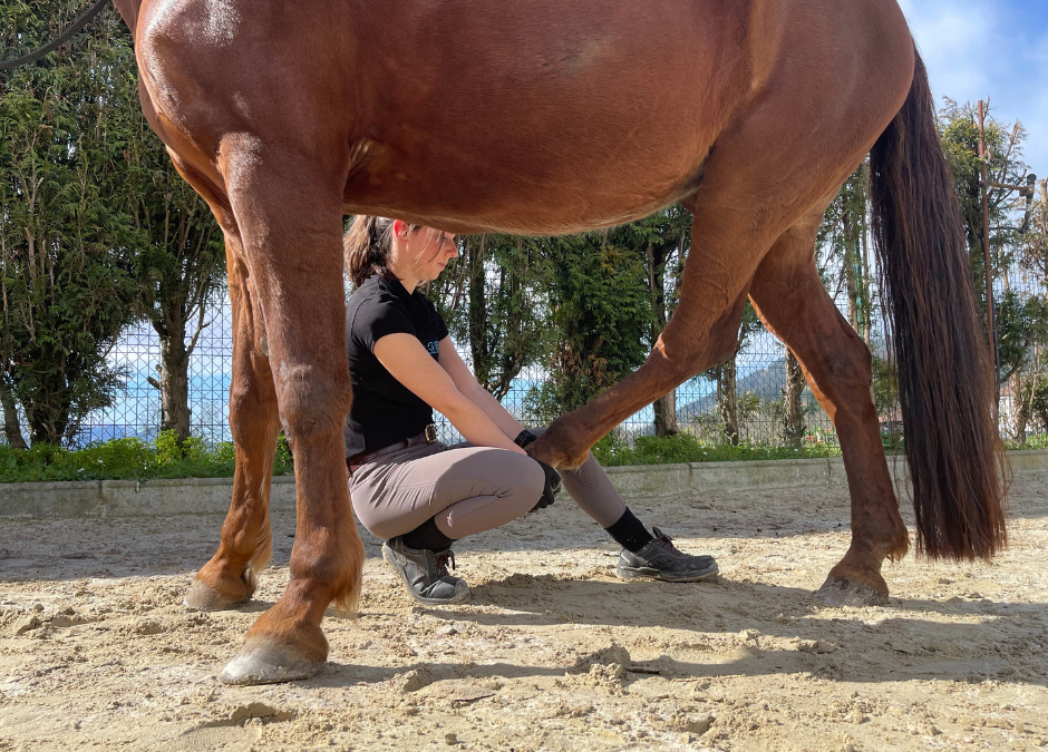 La importancia de los estiramientos en caballos