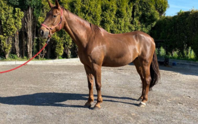 Observar la postura de tu caballo es clave para su salud