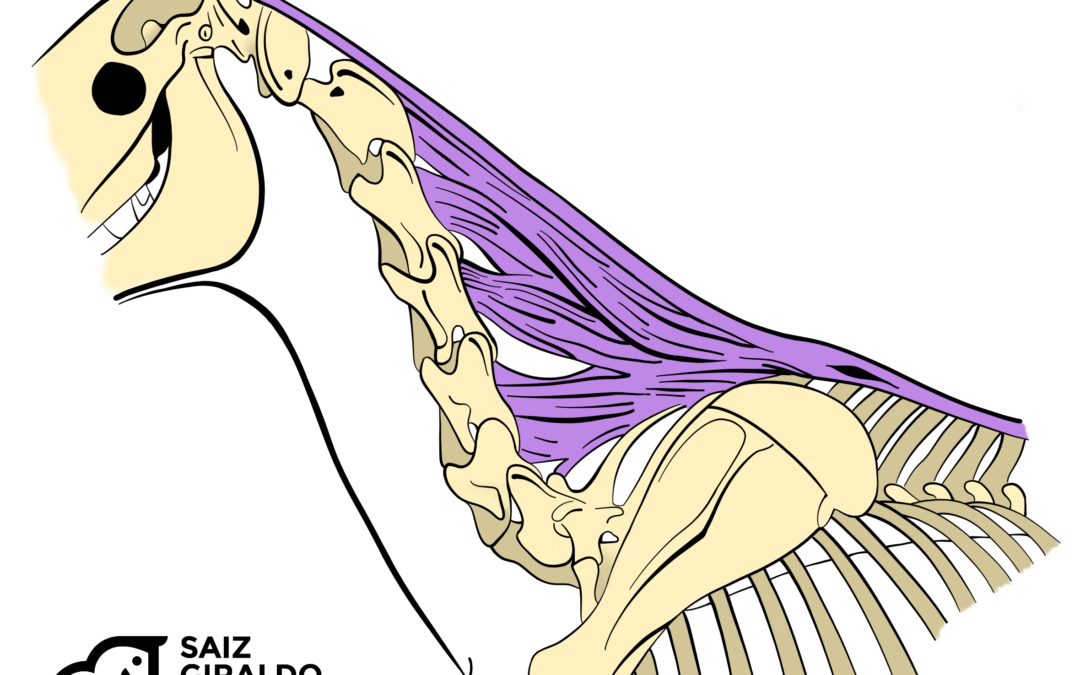 Ligamento nucal: ¿qué es y por qué es importante?