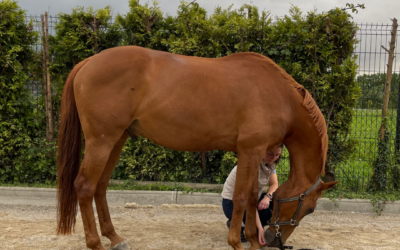 ¿Cómo pueden los caballos hacer pilates?