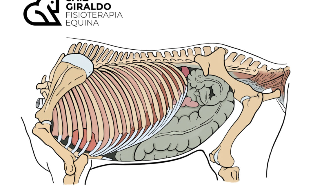 Relación entre la caja torácica y la respiración